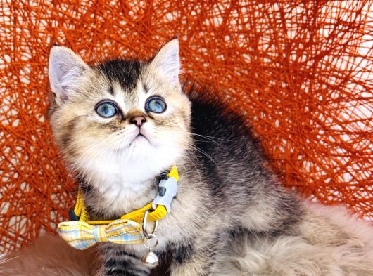 British Shorthair Black Golden görsel