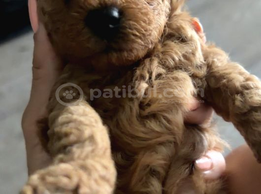 40 Günlük Teacup Poddle Bebekler görsel