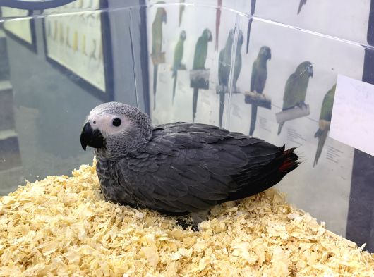 50 Günlük Bebek Jako Papağan Yavrumuz görsel