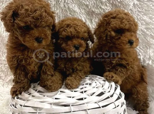 Red Brown Toy Boy Üst Kalite Poodle Yavrular görsel