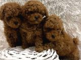 Red Brown Toy Boy Üst Kalite Poodle Yavrular