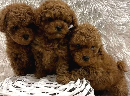 Red Brown Toy Boy Üst Kalite Poodle Yavrular görsel