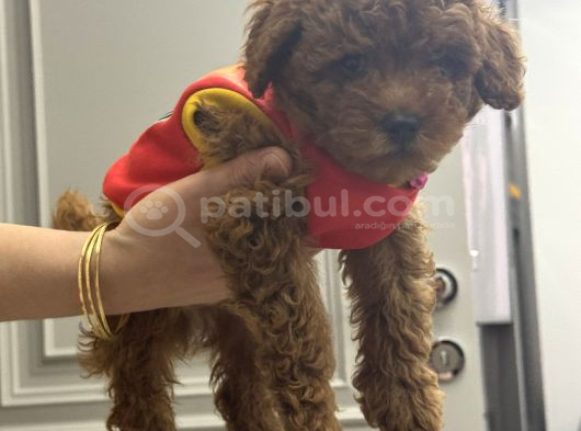 Akıllı Ve Oyuncu Toy Poodle Rio - Bakımları Ve Eşyalarıyla