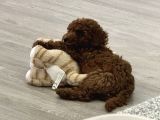 Akıllı Ve Oyuncu Toy Poodle Rio - Bakımları Ve Eşyalarıyla