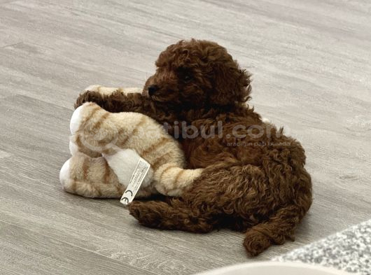 Akıllı Ve Oyuncu Toy Poodle Rio - Bakımları Ve Eşyalarıyla görsel