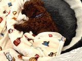 Akıllı Ve Oyuncu Toy Poodle Rio - Bakımları Ve Eşyalarıyla