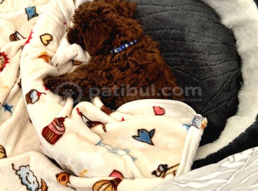 Akıllı Ve Oyuncu Toy Poodle Rio - Bakımları Ve Eşyalarıyla görsel
