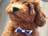 Akıllı Ve Oyuncu Toy Poodle Rio - Bakımları Ve Eşyalarıyla