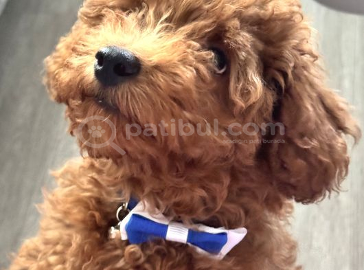 Akıllı Ve Oyuncu Toy Poodle Rio - Bakımları Ve Eşyalarıyla görsel