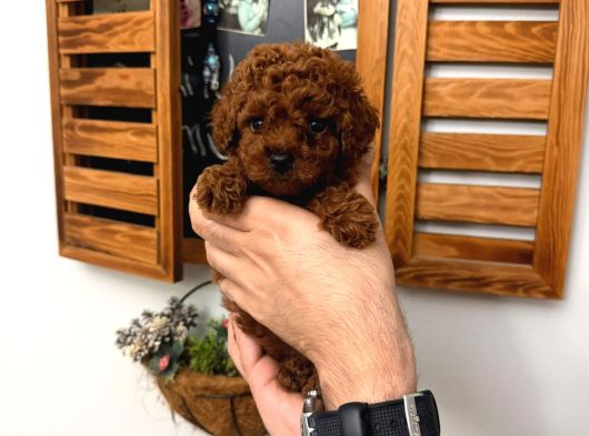 En Güzelinden Daha Güzel Toy Poodle Yavruları görsel