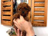 En Güzelinden Daha Güzel Toy Poodle Yavruları