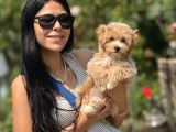F1 Maltipoo Bebeklet