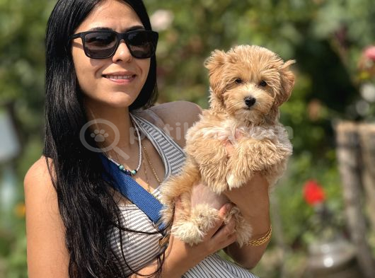 F1 Maltipoo Bebeklet görsel