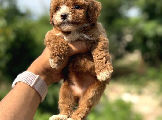 Teacup Boy Korea Poodle Panda Bebek