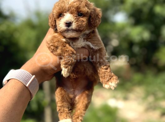 Teacup Boy Korea Poodle Panda Bebek görsel