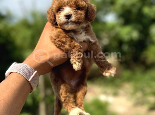 Teacup Boy Korea Poodle Panda Bebek görsel