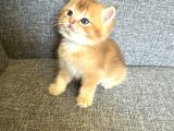 Peluş Suratlı British Shorthair Golden Bebekler