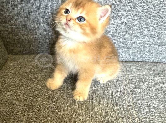 Peluş Suratlı British Shorthair Golden Bebekler görsel