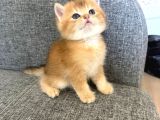 Peluş Suratlı British Shorthair Golden Bebekler