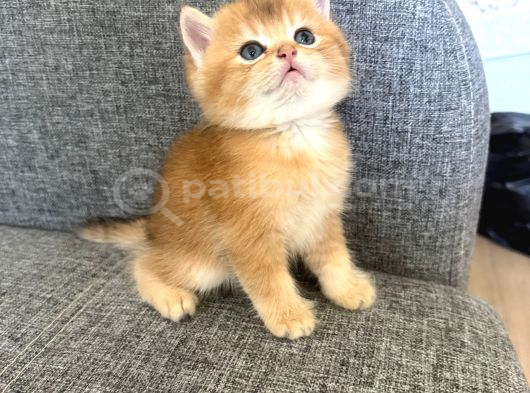 Peluş Suratlı British Shorthair Golden Bebekler görsel