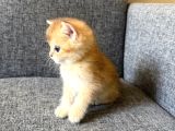 Peluş Suratlı British Shorthair Golden Bebekler
