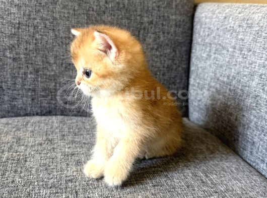 Peluş Suratlı British Shorthair Golden Bebekler görsel