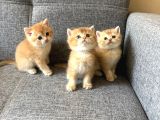 Peluş Suratlı British Shorthair Golden Bebekler