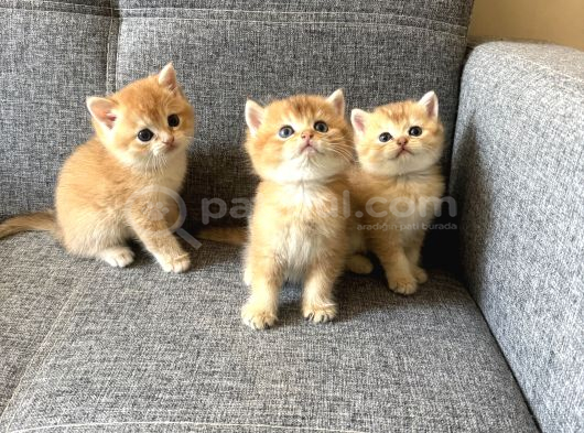 Peluş Suratlı British Shorthair Golden Bebekler görsel