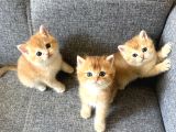 Peluş Suratlı British Shorthair Golden Bebekler