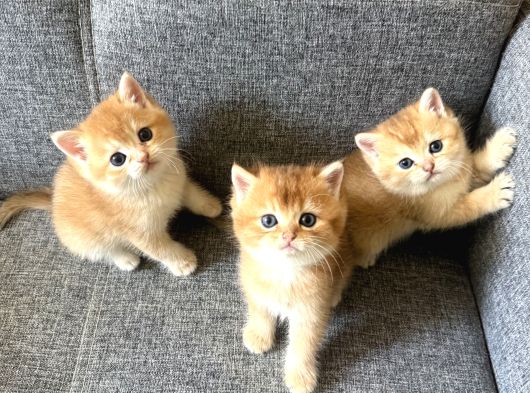 Peluş Suratlı British Shorthair Golden Bebekler