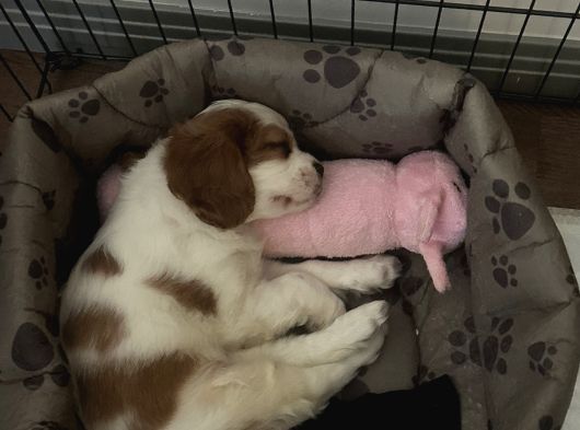 3 Aylık Sağlıklı Erkek Cavalier King Charles Spaniel görsel