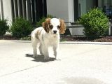 3 Aylık Sağlıklı Erkek Cavalier King Charles Spaniel
