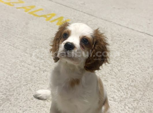 3 Aylık Sağlıklı Erkek Cavalier King Charles Spaniel görsel