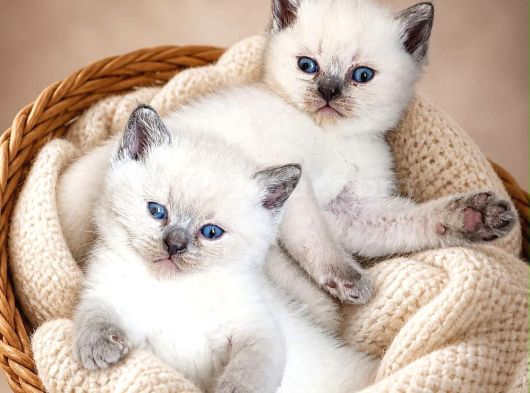 Safkan Blue Point Shorthair  Yavrularımız
