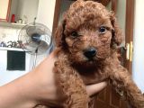 Poodle Erkek Koyu Renk