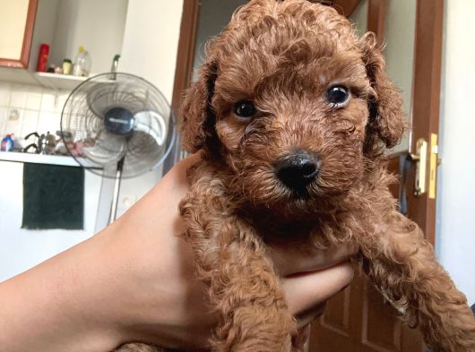 Poodle Erkek Koyu Renk görsel