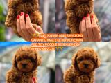 Türki̇yeni̇n En Güzel Korea Poodle Yavrulari