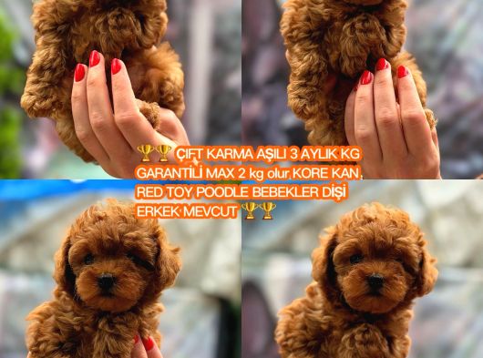 Türki̇yeni̇n En Güzel Korea Poodle Yavrulari
