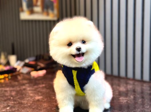 A Kalite Pomeranian Boo görsel