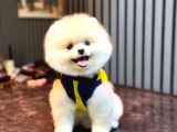 A Kalite Pomeranian Boo