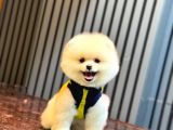 A Kalite Pomeranian Boo