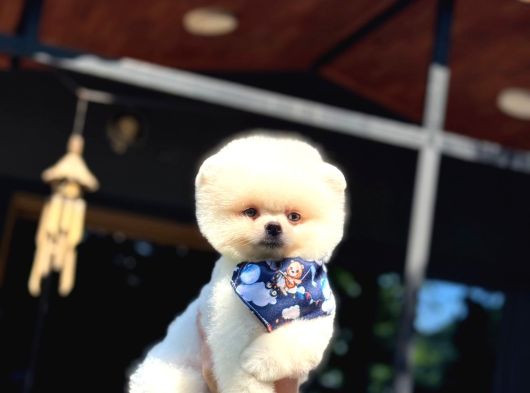 Şekerpare Sağlık Garantili Pomeranian Boo görsel