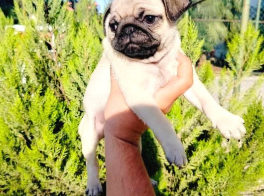 A Kalite Pug Mops Yavruları görsel