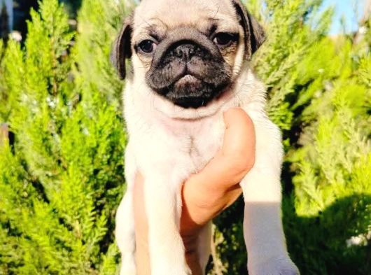 A Kalite Pug Mops Yavruları