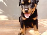A Kalite Koca Kafa Rotweiler Yavruları