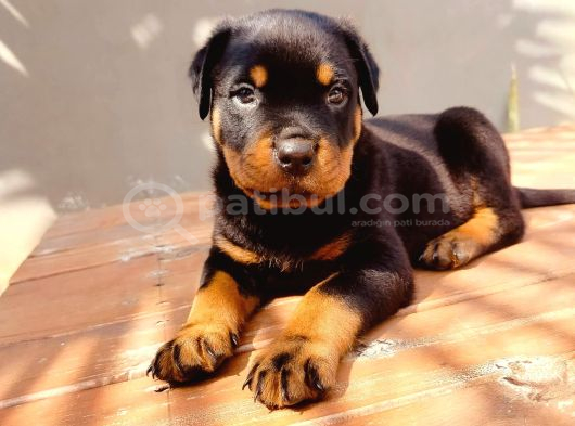 A Kalite Koca Kafa Rotweiler Yavruları görsel