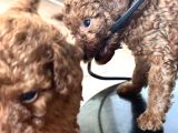 Poodle Erkek Koyu Renk