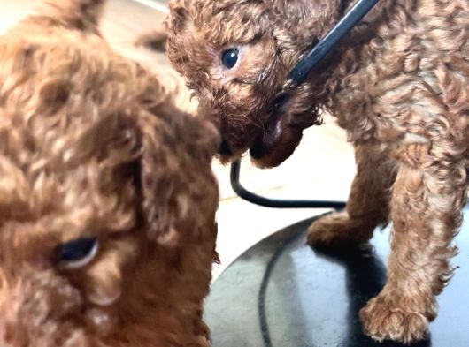 Poodle Erkek Koyu Renk görsel