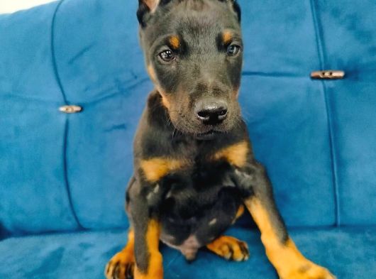 A Kalite Doberman Yavruları görsel