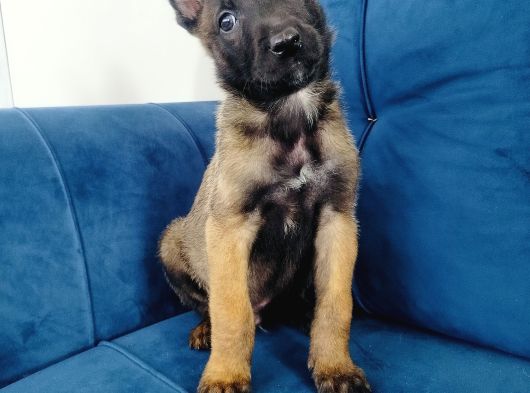 A Kalite Belçika Kurdu Yavruları görsel